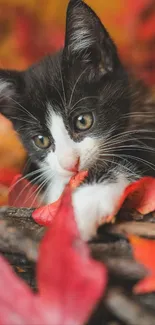 Black and white kitten with autumn leaves background.