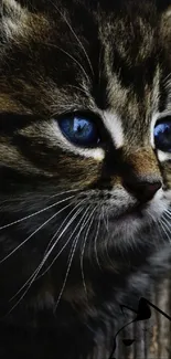 Adorable kitten with blue eyes in dark brown tones.