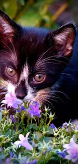 Black and white kitten sniffing purple flowers in the garden.