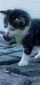 Cute kitten stepping on cobblestones with flowers.