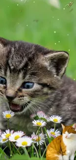 Playful kitten surrounded by daisies on a green grass background.