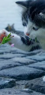 Adorable kitten touches a purple flower on a stone path.