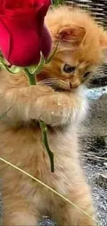 Adorable kitten holding a red rose.