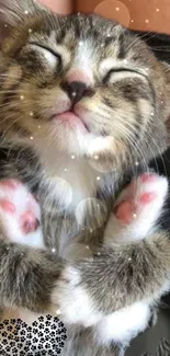 Adorable tabby kitten sleeping with sparkles on a cozy mobile wallpaper background.