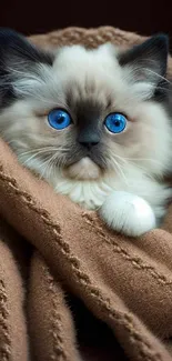 Fluffy white kitten with blue eyes wrapped in a brown blanket.