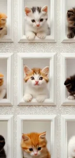 Adorable kittens peeking through white frames.