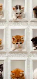Wallpaper with cute kittens in frames.
