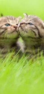 Two adorable kittens playing in lush green grass field.