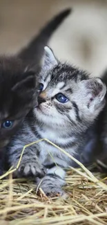 Adorable kittens playing in hay.