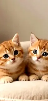 Two adorable ginger kittens on a cushion.