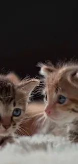 Two adorable kittens with blue eyes on a soft surface.
