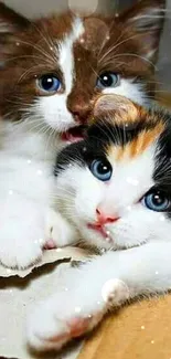 Two adorable kittens with blue eyes sitting together.