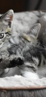 Adorable kittens cuddling in a cozy bed.