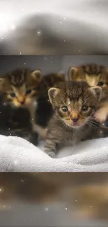 Adorable group of kittens snuggled together, perfect for a mobile wallpaper.