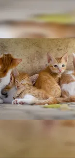 Adorable orange kittens resting together on a cozy surface.