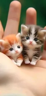 Two adorable kittens nestled in a hand, perfect for a mobile wallpaper background.