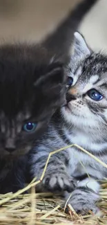 Two adorable kittens with blue eyes on soft straw.