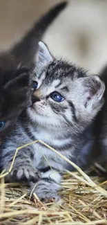 Three cute kittens playing on hay.