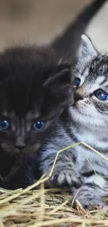 Two adorable kittens resting on straw, one gray and one black, with blue eyes.