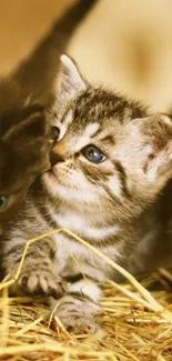 Cute kittens playing on straw in warm sunlight.