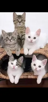 Five cute kittens sitting on a wicker chair.