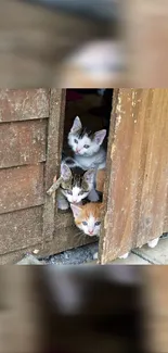 Three kittens peeking out through a wooden door in a rural setting.