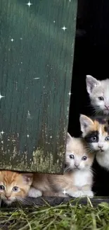 Four kittens peeking from a rustic green door, offering a cute and cozy vibe.