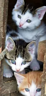 Three kittens peeking through wooden planks, creating a cute scene.