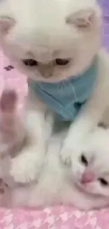 Two playful white kittens on a pink mat.