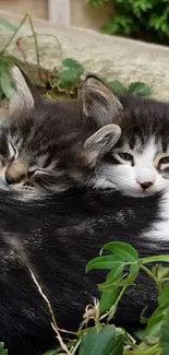 Two kittens snuggling among green leaves.