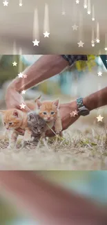 Three kittens in nature with star overlays in a mobile wallpaper.