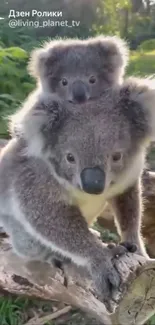 Mother and baby koala perched on a tree trunk in lush green forest.