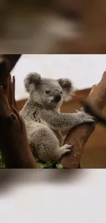 Adorable koala perched on a tree branch in a forest setting.