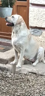 Charming Labrador sitting outdoors in a rustic setting.