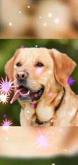 Adorable Labrador Retriever with sparkling effects on a green background.