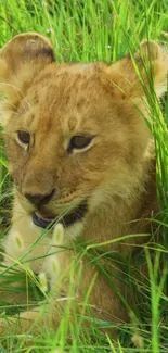 Adorable lion cub nestled in green grass for wallpaper.