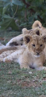 Lion cub lying on grass with foliage in background.