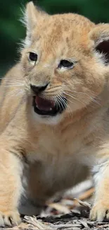 Adorable lion cub walking on natural terrain.