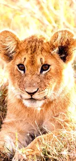 Adorable lion cub resting in grass.