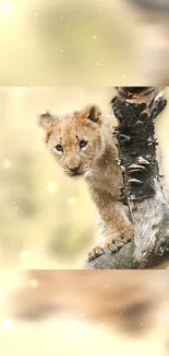 Adorable lion cub perched on a tree branch with a blurred background.