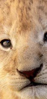 Close-up of a cute lion cub with a wooden background.