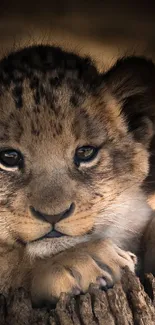 Adorable lion cub resting with soft gaze.