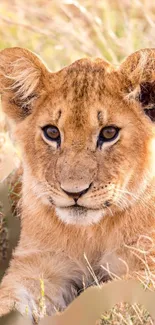 Adorable lion cub with brown fur relaxing in the savanna.