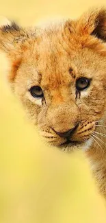 Adorable lion cub on soft yellow background.