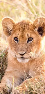 Adorable lion cub resting in sunlit grass field.