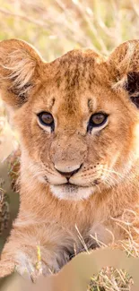 Cute lion cub resting in grass, close-up shot.