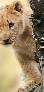 Adorable lion cub peering from behind a tree.