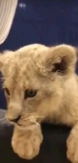 Adorable lion cub leaning on a surface, looking inquisitively.