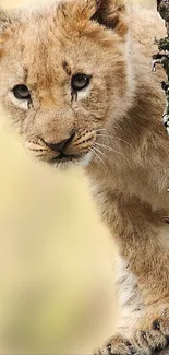 Adorable lion cub perched on a tree branch in the wild.