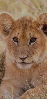 Adorable lion cub resting in grass.